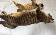 小猫闹新春：主人回家26天，床铺变“便便乐园”