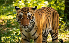 清迈72只老虎非正常死亡：泰国官方公布调查结果揭晓真相