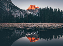 生命树倒计时:探寻自然奥秘的绿色征程